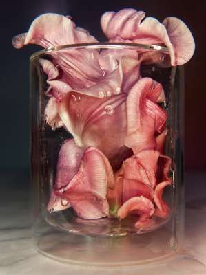 "Anamorphic Still" no 7